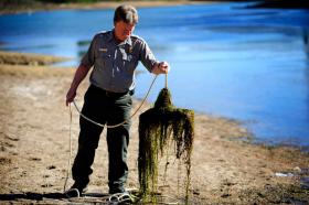 Biologist Ken Boyd uses a special rake on a rope that he casts out into the water to get samples of hydrilla plants from Lake Thurmond Thursday afternoon November 17, 2011.     MICHAEL HOLAHAN/staff   MICHAEL HOLAHAN