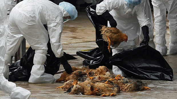 Hong Kong health authorities are slaughtering more than 17,000 chickens at a market after a chicken carcass there was found to be infected with bird flu. 