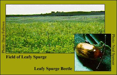 Cover picture of leafy spurge and leafy spurge beetle