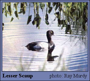 Photo of a lesser scaup