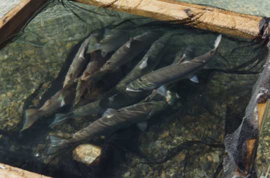 Sockeye salmon recovering in a net pen