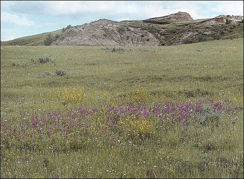 Front Cover Photo: landscape of prairie wildflowers, grass, and rocky hills
