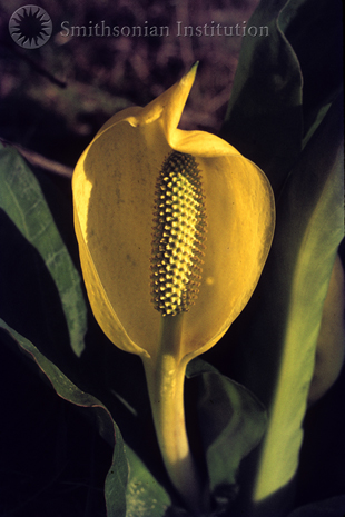 Click
 to view larger: American skunkcabbage (Lysichiton americanus)