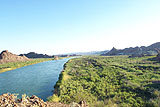 Tamarisk-dominated vegetation along the lower Colorado River, California/Arizona. (Photo by P. Shafroth)