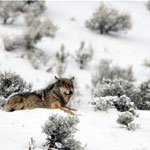 A wolf lies in the snow near Mammoth Hot Springs.