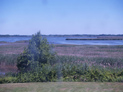 One of the National Coastal Wetland Grants will go to the Delaware Division of Fish and Wildlife to protect 194 acres of wetlands as part of the Thousand Acre Marsh Credit: USFWS