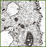 Microscopic image of circular virus particles