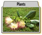 Plant Photographs