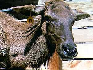 An elk afflicted with chronic wasting disease. (DWR photo/Beth Williams)

