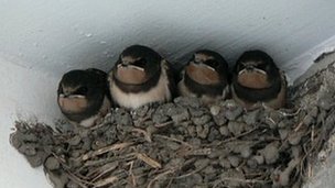 Baby swallows in nest