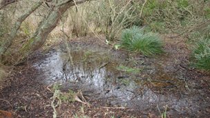 Island pool drying out