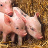 Link to statement from ARS regarding congressional testimony on antibiotic use in swine.