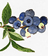 Botanical illustration of the highbush blueberry Brooks. Link to story.