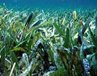 Photo of seagrasses at Biscayne National Park