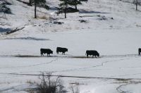 cows in a winter landscape