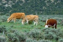 3 cows grazing in sage-steppe
