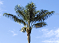 Western Amazonian Trees