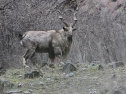 Wildlife Conservation Society documents pneumonia outbreak in endangered markhor