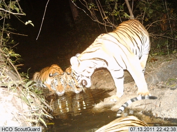 A tigress drinks with her cubs from a watering hole inside Thailand’s Western Forest Complex.