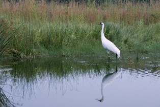 Animal Attraction:  One of World’s Rarest Birds in Western North Carolina