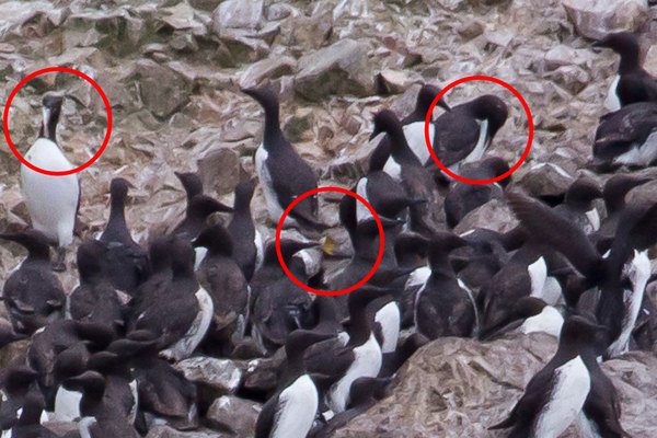 evidence of California Common Murre chicks and feeding