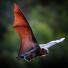 week in wildlife: Bats keeping cool during heatwave in Melbourne, Australia