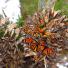 week in wildlife: Large Groups of Monarch Butterflies Pacific Grove, California
