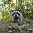 week in wildlife: Friendly Racoon Sniffs Out Photographer  - Dec 2011