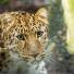 week in wildlife: Amur Leopards