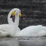 week in wildlife: A pair of Whooper swans in Pitlochry, Scotland