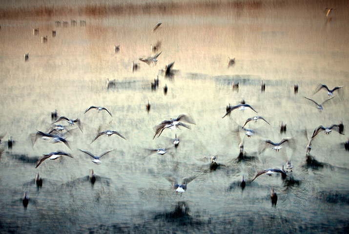 week in wildlife: Birds take off from a lake at sunset