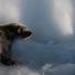 week in wildlife: harp seal pupt