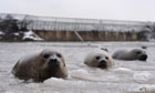 Spotted seals swim in a partly frozen lake at Dongpaotai Park in Yantai