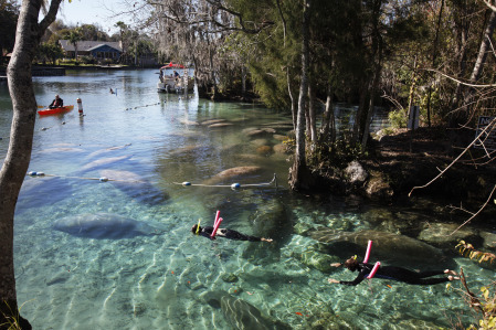 Snorkelers swim past manatees gathered in the Three Sisters Springs area in Crystal River on Wednesday afternoon. The springs, a manatee sanctuary, feed into Kings Bay, which was one of the deadliest areas for manatees in 2011.