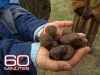 Truffles: The Most Expensive Food in the World