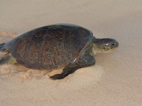 Female Green Turtle returning to sea after laying eggs Long Beach...