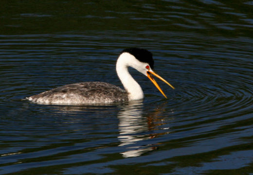 Clark's Grebe. At the Carmel River Mouth in Central California. By...