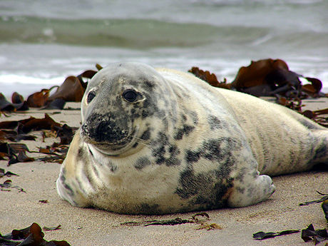 Female Grey Seal (Halichoerus grypus) (Helgoland/Düne) German: Kegelrobbe  English: Grey Seal  S