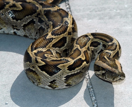 Burmese python in Everglades National Park. Photo by Roy Wood, National Park Service