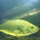 Largemouth bass. Photo credit: USGS Picturing Science
