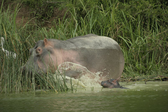 13 September 2009 - Kazinga Channel, Queen Elizabeth National Park, Uganda. Mother...