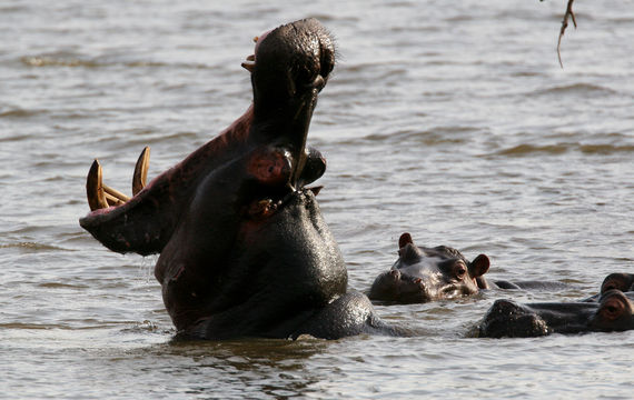 Hippopotamus. In a watering hole at the Pilanesberg Volcanic Bowl, South...