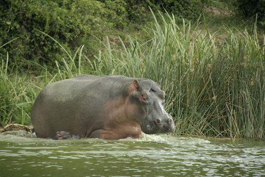 13 September 2009 - Kazinga Channel, Queen Elizabeth National Park, Uganda....