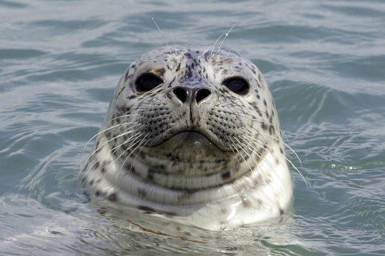 Young Harbor Seal that was very curious about the photographer in...