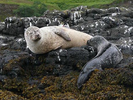 English: 1=A harbour seal breast feeding a pup. Isle of Skye,...