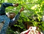 Volunteers collect plant seeds on the Cumberland Plateau