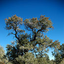 Pinus monophylla