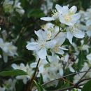 Philadelphus lewisii