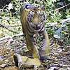 Camera Traps Emerge as<br /> Key Tool in Wildlife Research