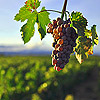 What Rising Temperatures May<br /> Mean for World’s Wine Industry
